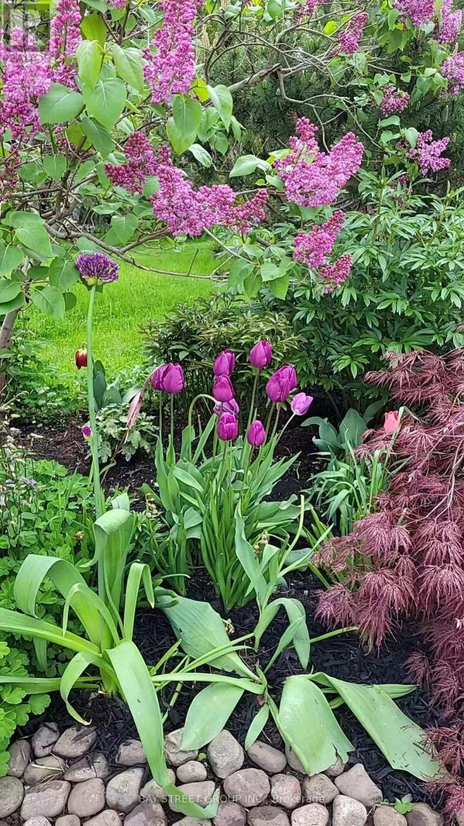 A garden with purple flowers and green leaves.