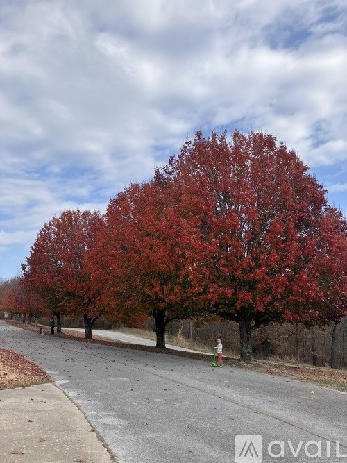 A row of trees with red leaves line a street.