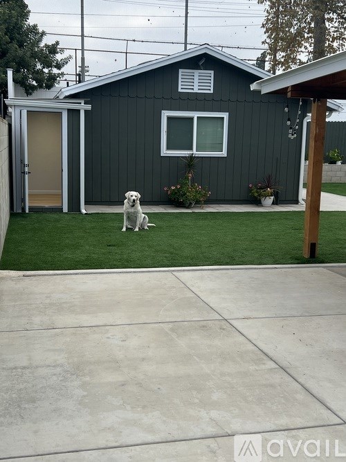 A dog is standing in front of a grey house.
