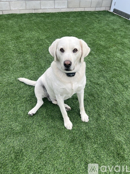 A white dog with a black collar is sitting on a green artificial grass.