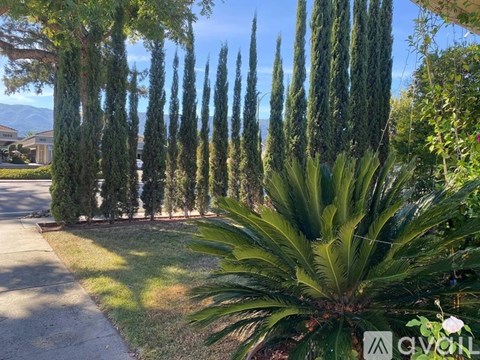 A row of tall, thin trees are lined up in a row.