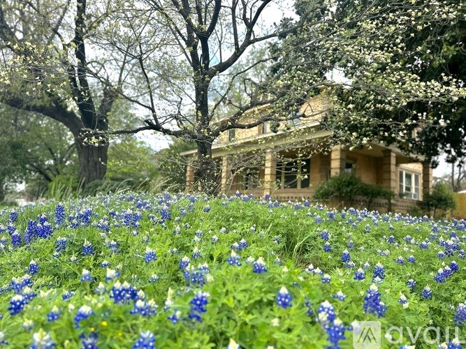 A field of blue flowers in front of a house.