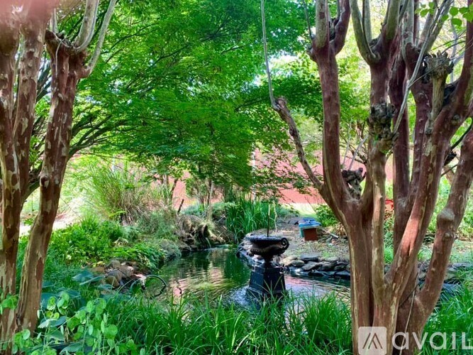 A small pond surrounded by trees and plants.