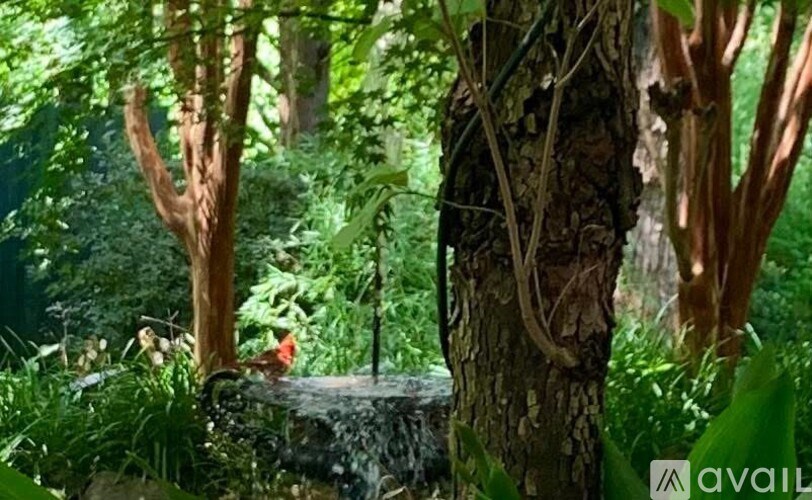 A red bird is perched on a tree stump in a lush green forest.