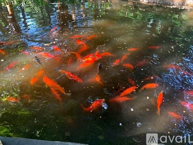 A group of orange fish are swimming in a body of water.