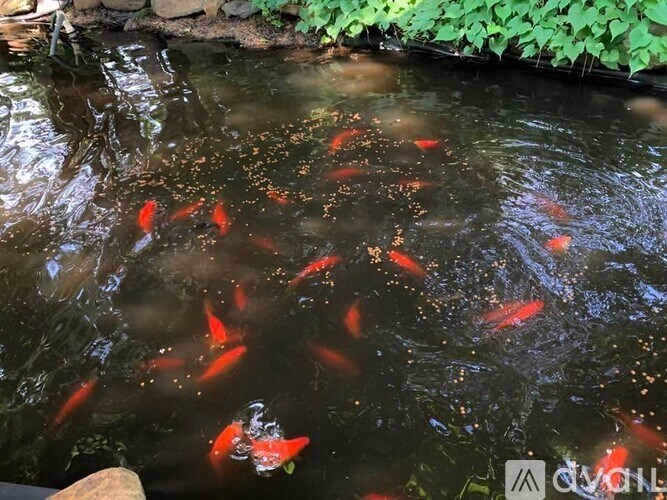 A group of orange koi fish swimming in a pond.