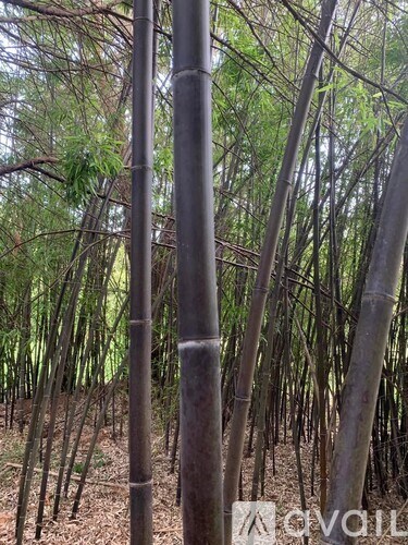 A forest with a few trees and a pole in the middle.