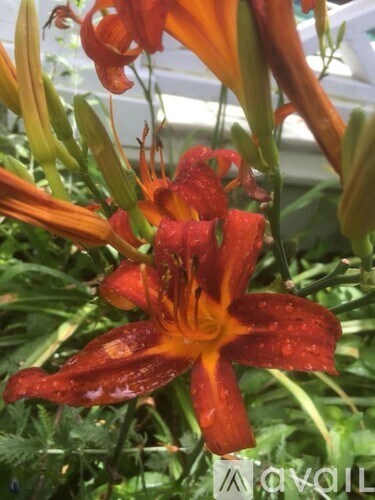 A close up of a red and yellow flower with water droplets on it.