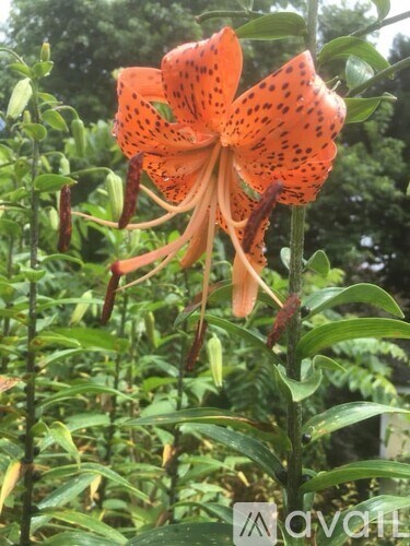 A flower with orange petals and spots.