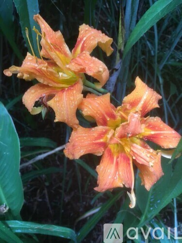 A cluster of orange flowers with green leaves in the background.