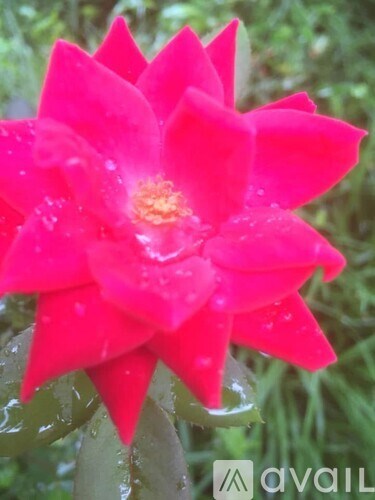 A bright pink flower with water droplets on it.