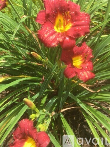 A close up of a red flower with a yellow center.