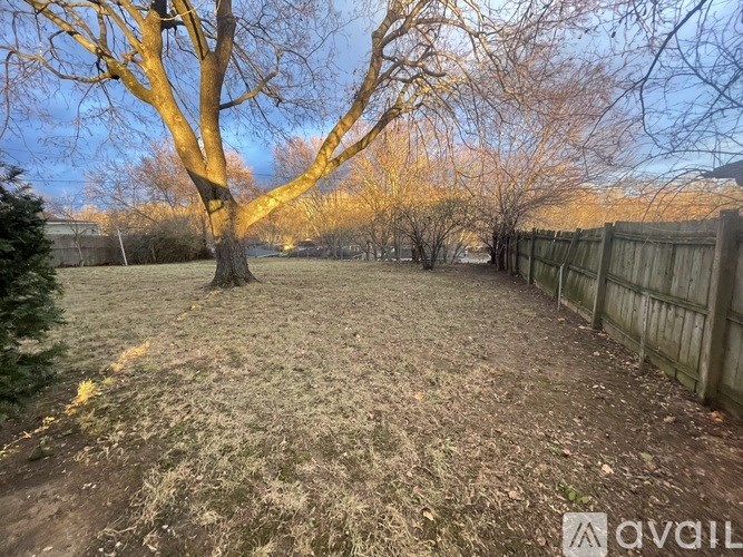 A backyard with a large tree and a wooden fence.