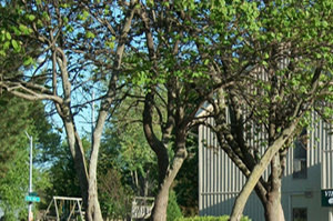 Pet Friendly Apartments Kansas City Pet Friendly Apartments Kansas City