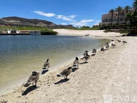 A flock of birds are walking along the beach.