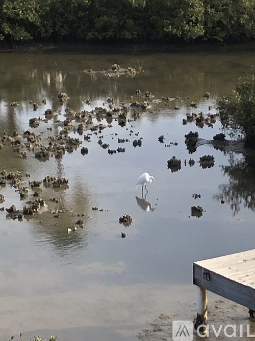 A flock of birds are standing in a body of water.