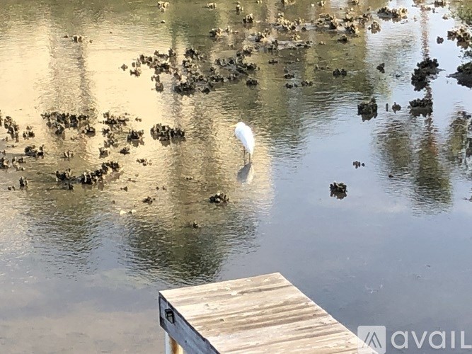 A flock of ducks swim in a pond near a wooden dock.