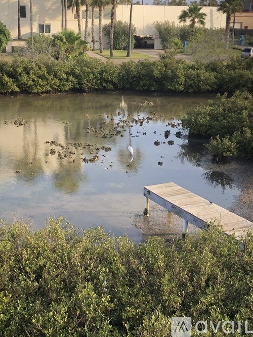 A wooden dock extends into a murky body of water with a flock of birds swimming in the water.