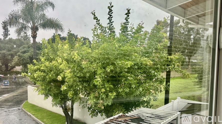 A tree with green leaves is in the foreground of a rainy day scene.