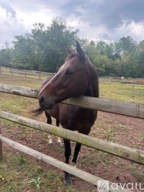 A brown horse standing behind a wooden fence.