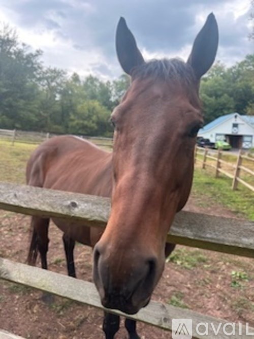 A brown horse with a white nose is standing behind a wooden fence.