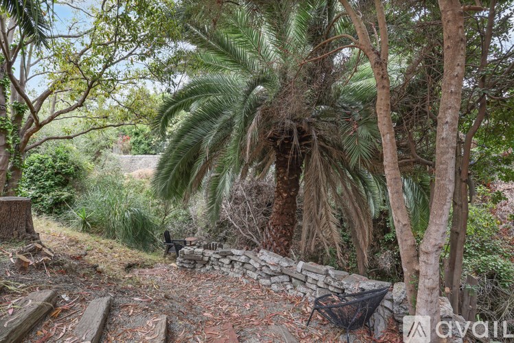 A palm tree stands in a garden with a stone wall and a black metal chair.