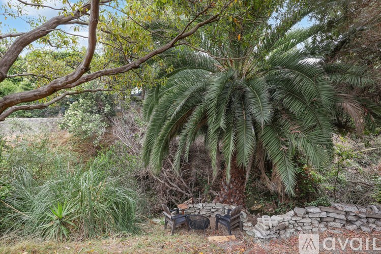 A palm tree stands in a field with a stone wall and a wooden bench.