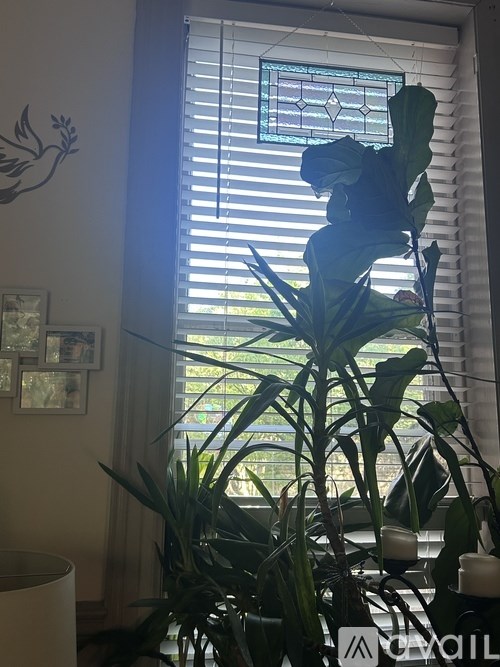 A plant in front of a window with blinds.