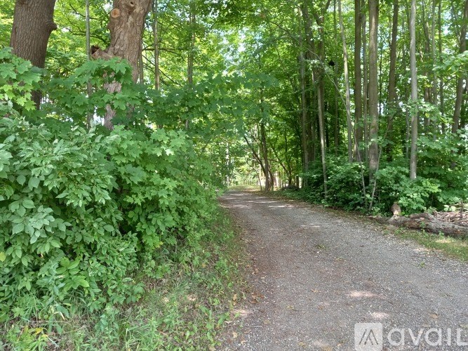A gravel path winds through a lush green forest.