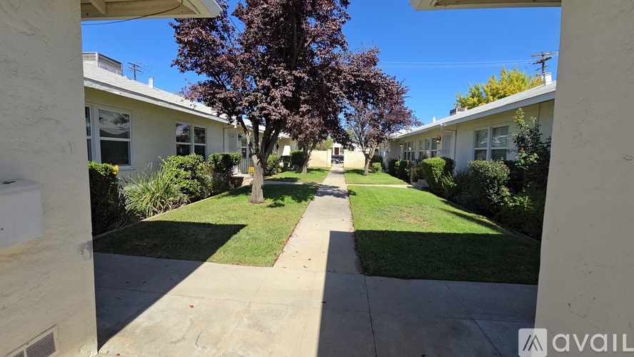 A tree with purple leaves is in the middle of a grassy area between two houses.