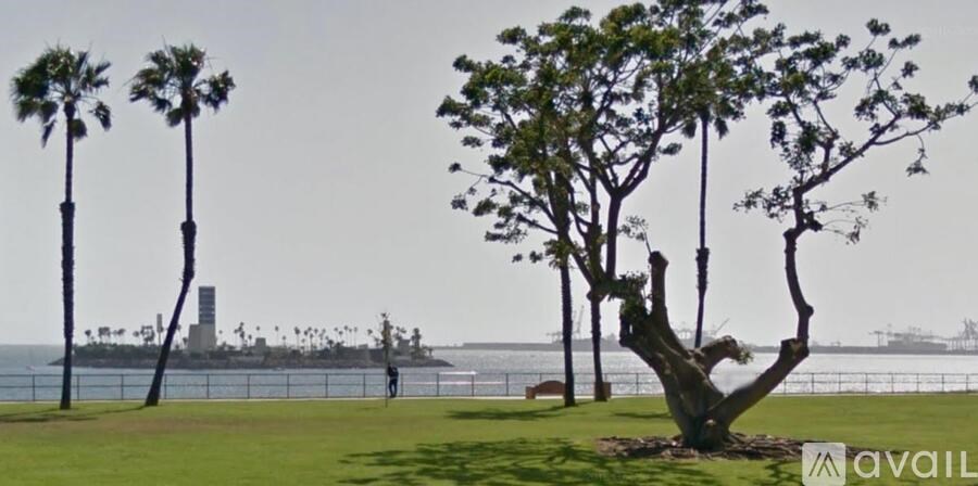 A tree in a grassy area with a view of a waterfront and a building in the distance.