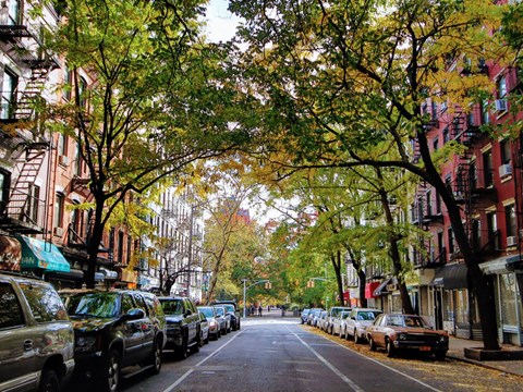 A tree-lined street with cars parked on both sides.