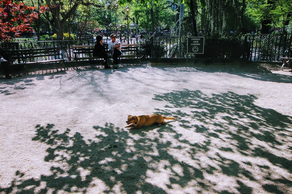 a dog laying on the ground in a park