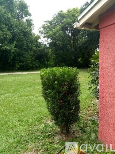 A green bush is in the foreground of a grassy area.