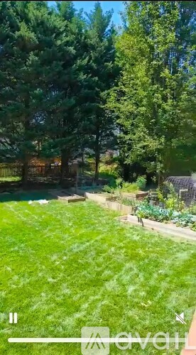 A lush green lawn with trees and a fence in the background.