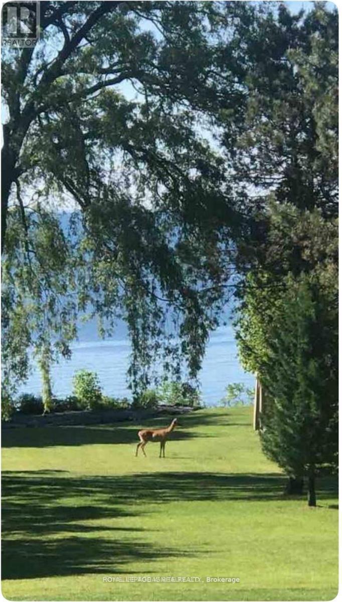 A horse is standing in a grassy field under a tree.