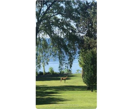 A horse is standing in a grassy field under a tree.