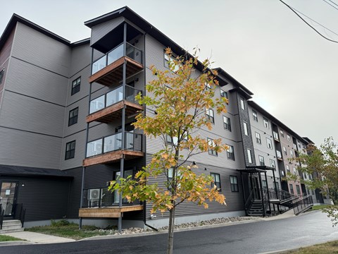A tree with orange leaves stands in front of a grey apartment building.