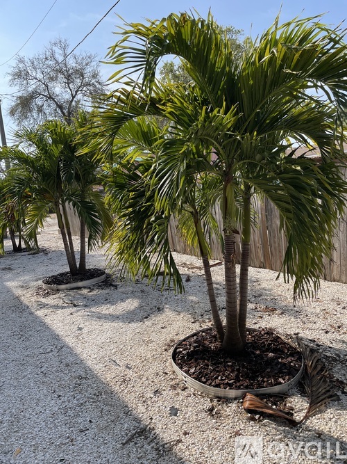 A row of palm trees are planted in a row.