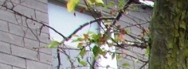 Kingswood Townhouses Apartments In Grove City Oh
