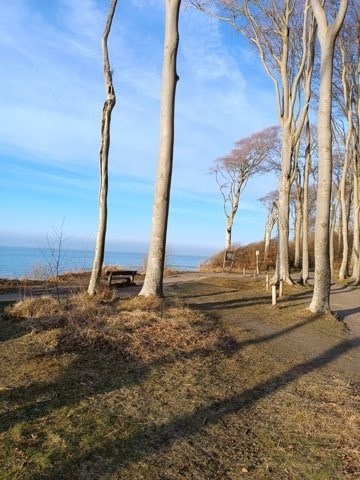 A row of trees stand in a field next to a body of water.