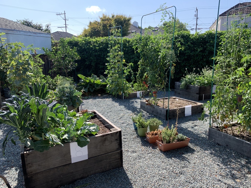 a garden with a variety of plants in wooden boxes