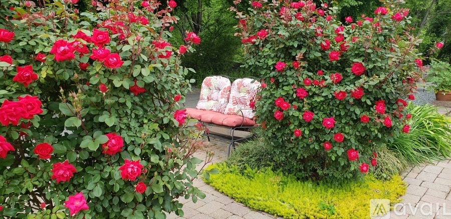 A garden with red roses and a bench.