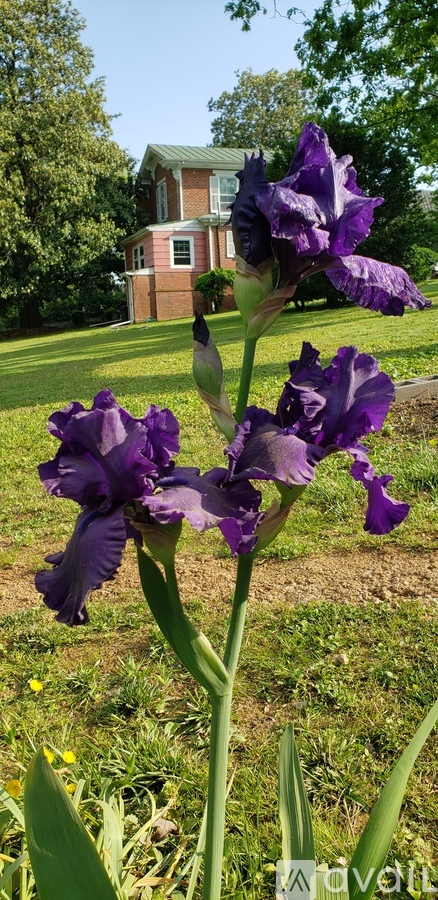 A purple iris flower in the foreground with a house in the background.