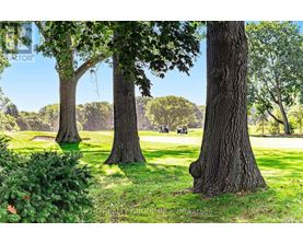 A large tree stands in a grassy field with a horse and carriage in the distance.