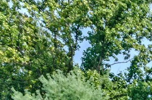 Apartments in Perry Hall, MD | The Crossings at White Marsh | Home