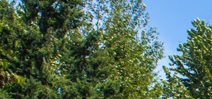 Heatherwood Apartments Bonney Lake Heatherwood Apartments Bonney Lake