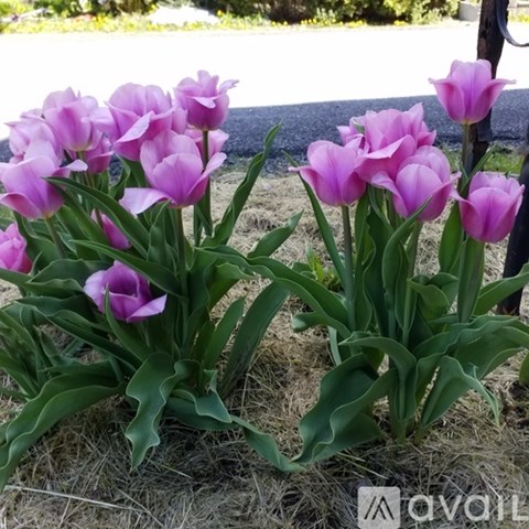 A cluster of pink tulips in a garden.