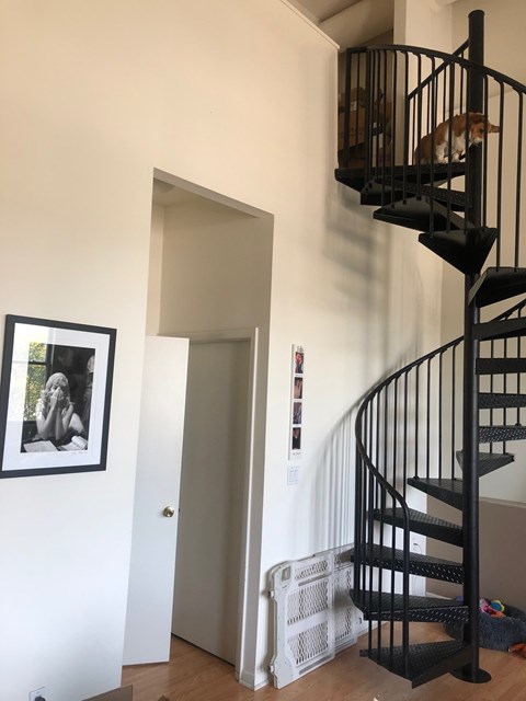 A cat is sitting on the top of a black spiral staircase.