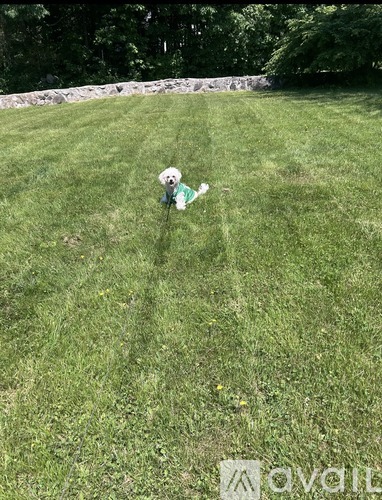 A dog is sitting on the grass.